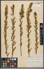 Foto von Salix triandra subsp. triandra L.